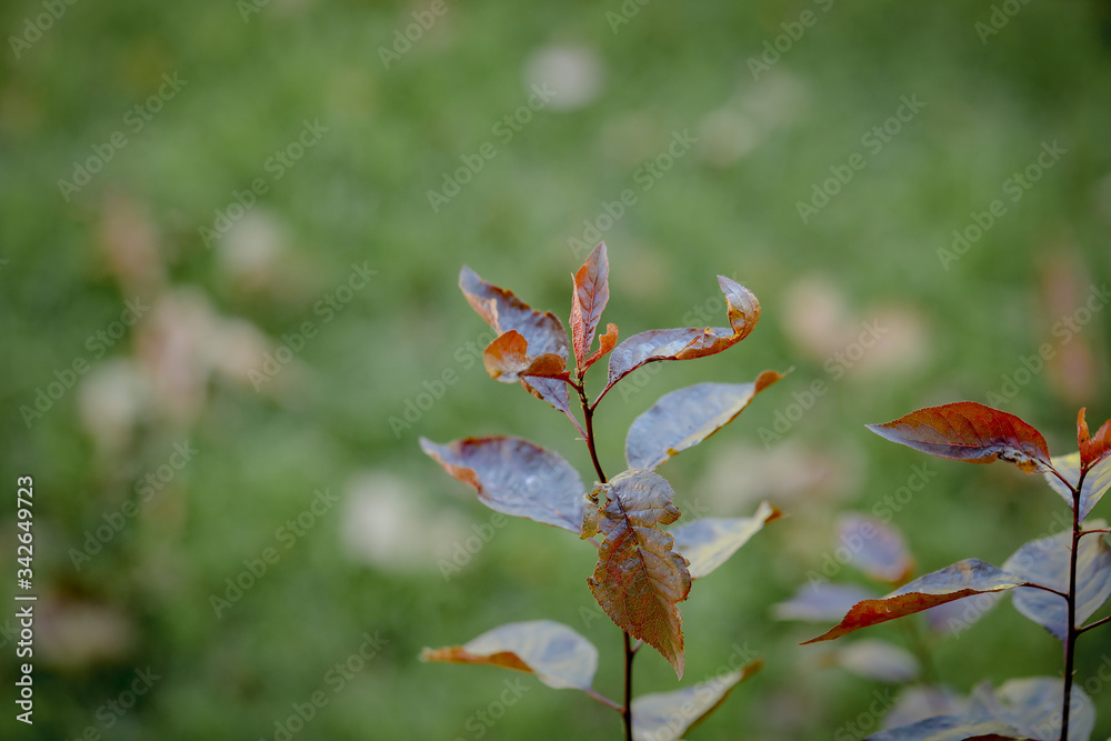 Close up image of deep burgundy leaves with blurred background Close up image of deep burgundy leaves with blurred background