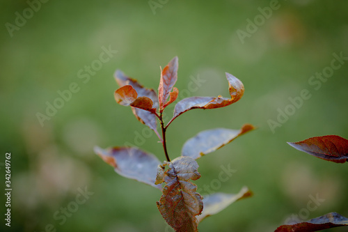Close up image of deep burgundy leaves with blurred background