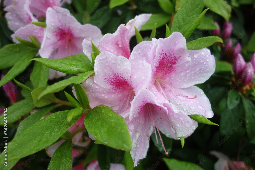 雨に濡れたピンクのツツジの花 Stock 写真 Adobe Stock