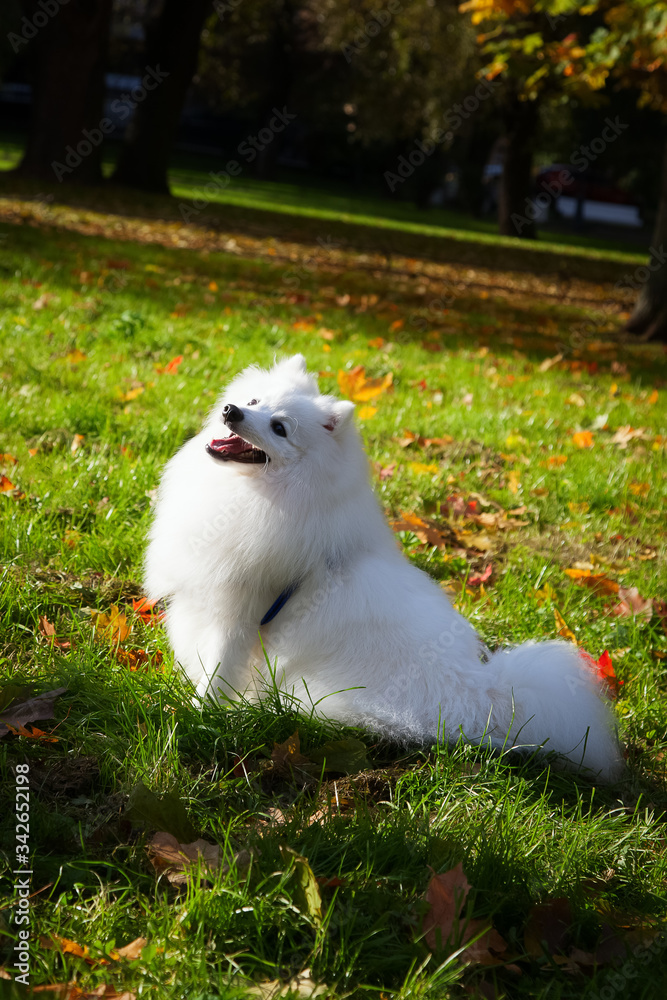 Beautiful White Japanese Pomeranian in the Park Beautiful White Japanese Pomeranian in the Park