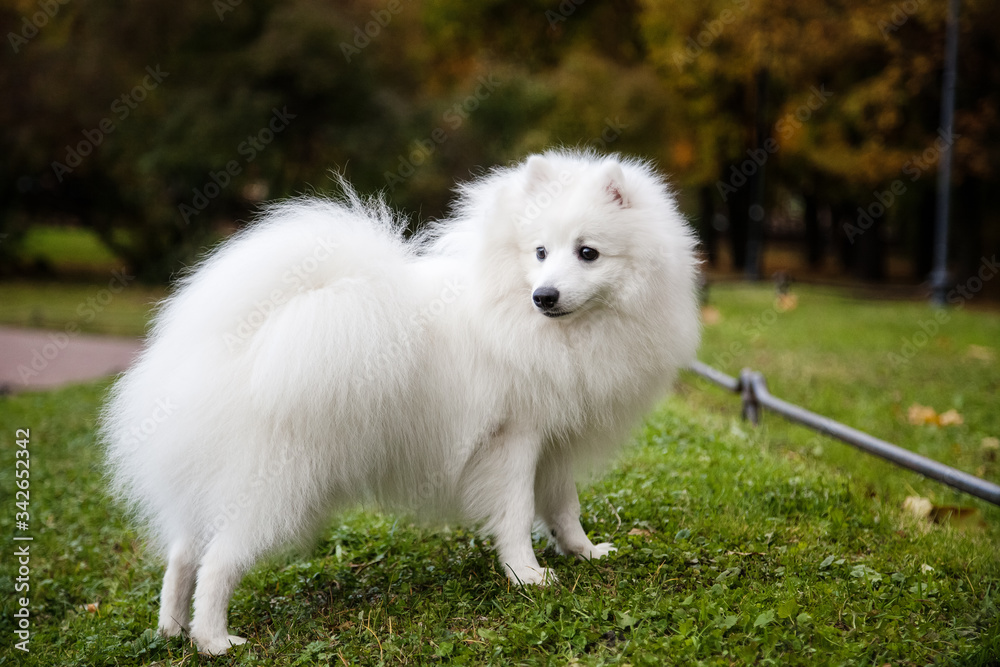 White Japanese Pomeranian walks in the Park on the grass White Japanese Pomeranian walks in the Park on the grass
