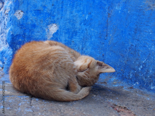 Cat resting in the old town surrounded by blue exterior walls, Chaouen (Chefchaouen), Morocc © Mithrax