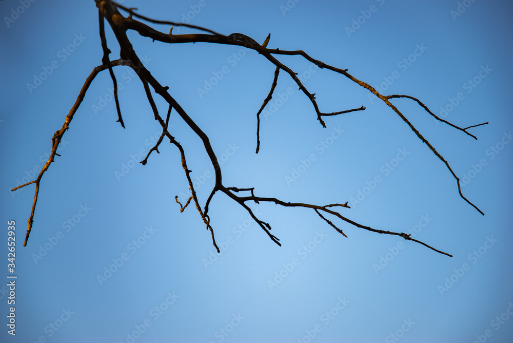 dead tree branches against blue sky dead tree branches against blue sky
