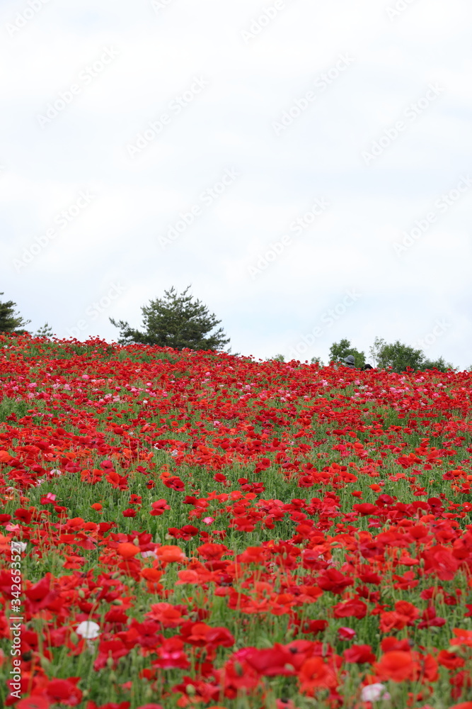 ポピーの花風景 ポピーの花風景