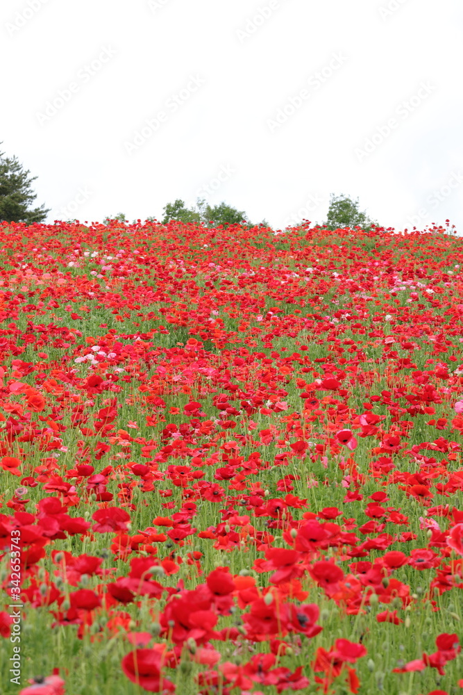 ポピーの花風景