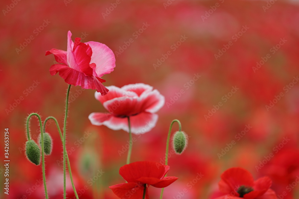 ポピーの花風景 ポピーの花風景