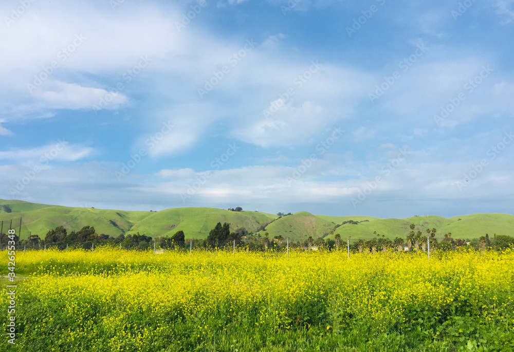 Yellow field rapeseed in bloom in spring.