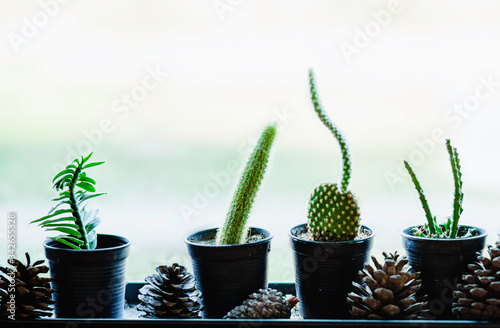 .A small cactus placed on a wooden table beside a bright window.