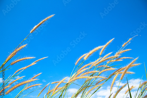 flower grass On the brightest day