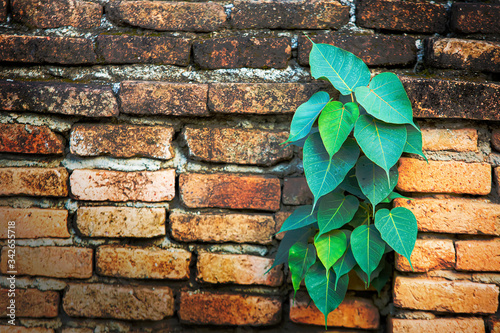 The Bodhi tree grows from the cracked temple brick walls.