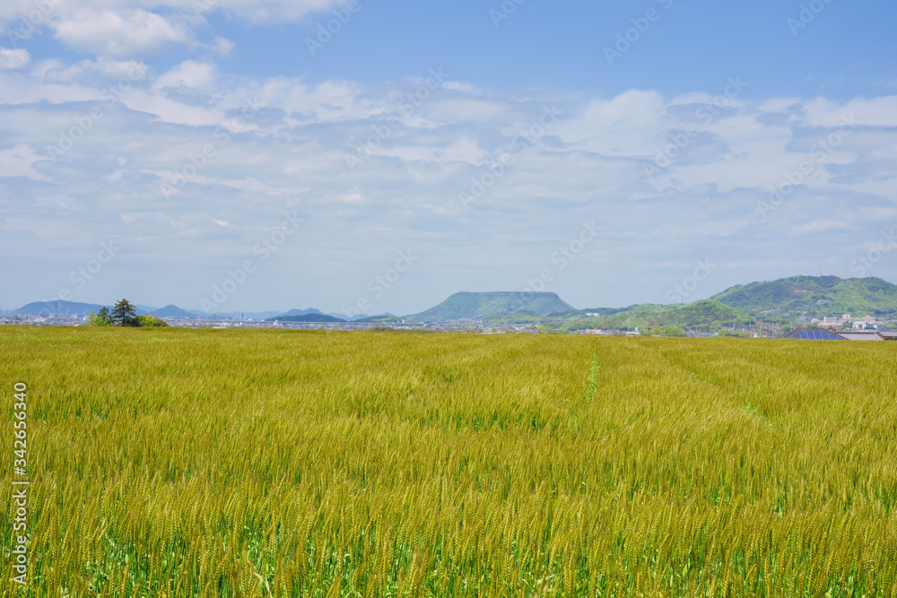 小麦畑(香川県、遠方に屋島)