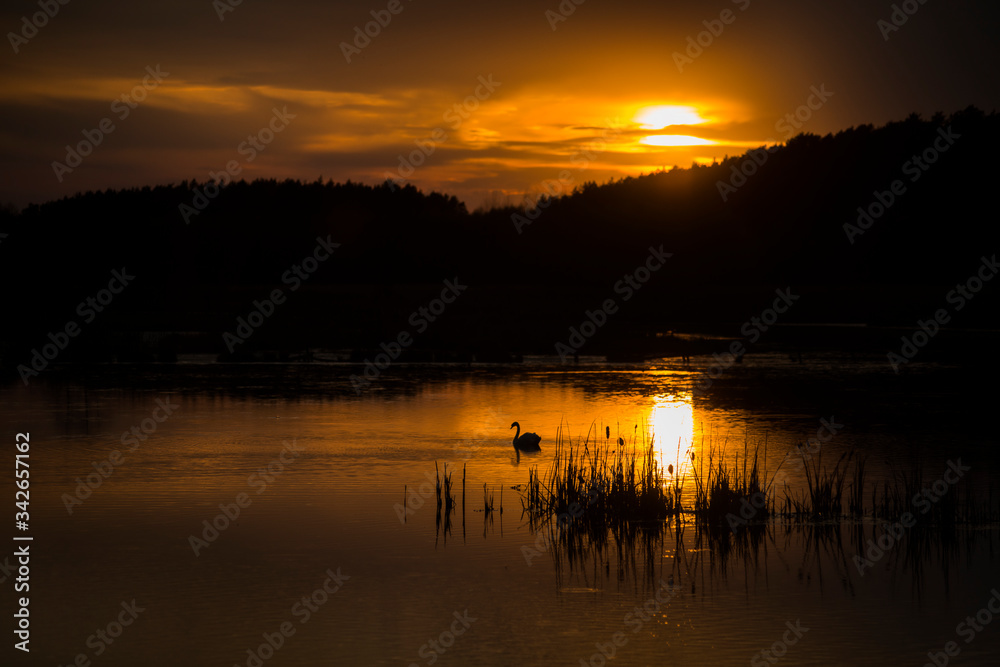 Swans on Evening Lake on Sunset in Ukraine Swans on Evening Lake on Sunset in Ukraine
