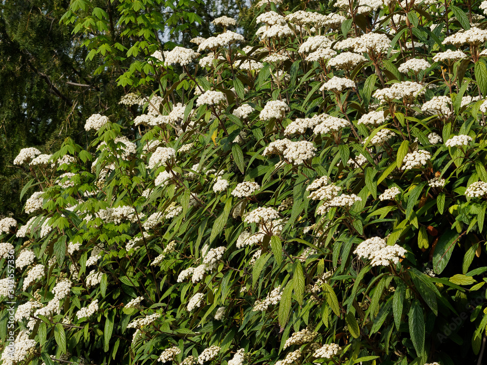 Fototapeta premium Viburnum rhytidophyllum - Leatherleaf viburnum, ornamental shrub with long, veined and textured dark green leaves and many clusters of creamy-white flowers in spring 