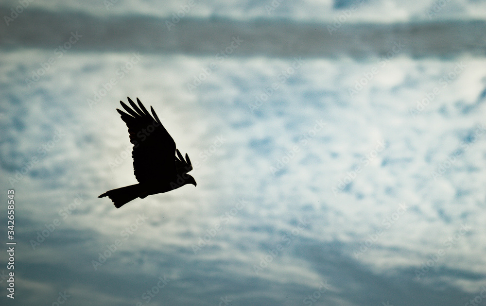 Fototapeta premium Eagle with blue sky 