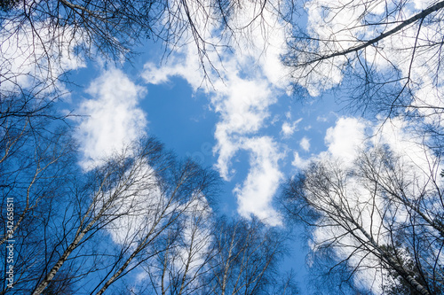 Tall trees against a blue sky. The tops of tall trees in a forest Park against the blue sky. Beautiful vertical image of a forest against the sky.