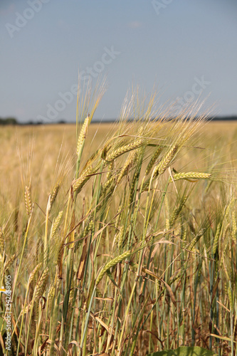 Large field of fresh wheat in countryside