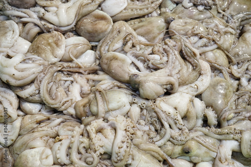 FRESH SQUID ON A TRAY. CLOSE-UP SQUID OR SPLENDID SQUID : (LOLIGO SPP.) LINED UP BEAUTIFULLY ON A STALL IN A TRADITIONAL VIETNAM AND THAILAND FISHERY MARKET. SELECTIVE FOCUS FRESH SQUID ON A TRAY. CLOSE-UP SQUID OR SPLENDID SQUID : (LOLIGO SPP.) LINED UP BEAUTIFULLY ON A STALL IN A TRADITIONAL VIETNAM AND THAILAND FISHERY MARKET. SELECTIVE FOCUS