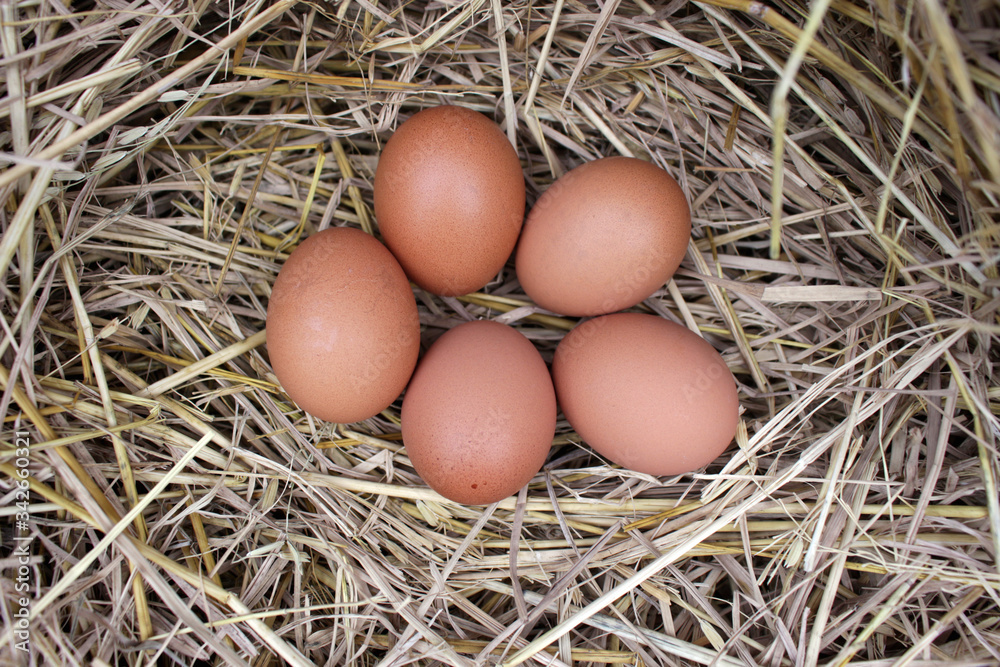 image of organic chicken egg in straw nest.