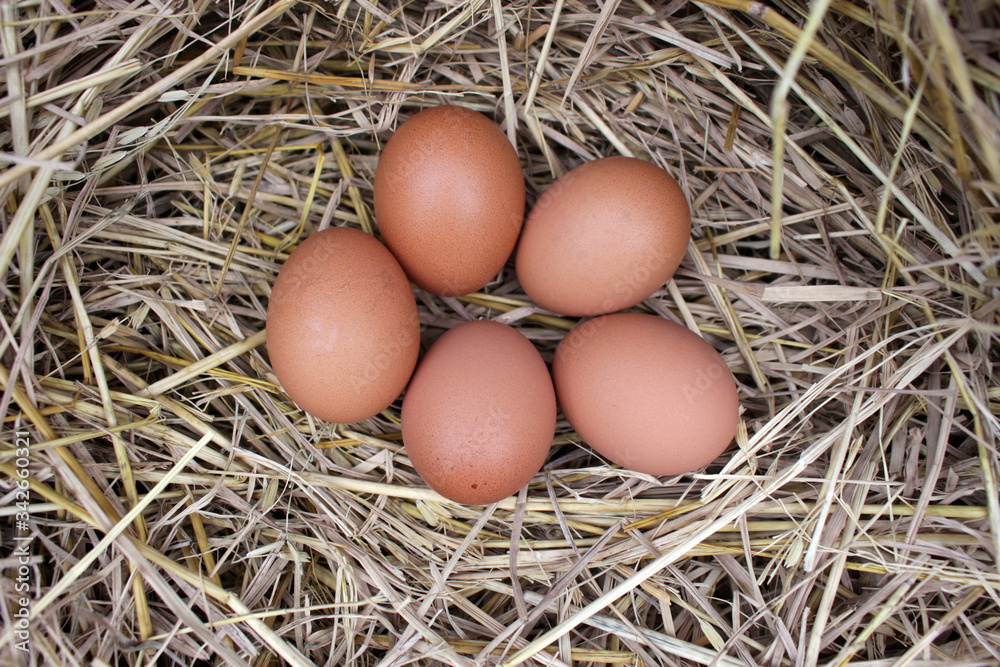 image of organic chicken egg in straw nest. image of organic chicken egg in straw nest.