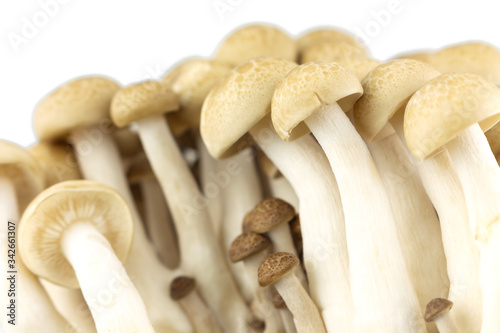 group mushroom on white background.