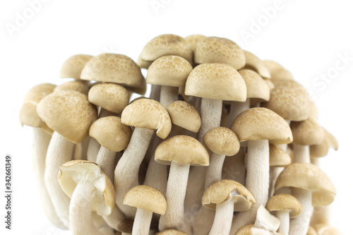 group mushroom on white background.