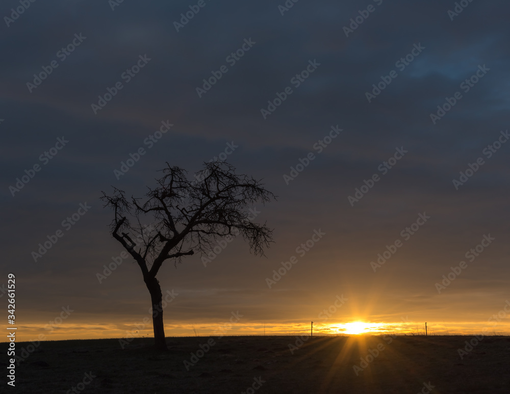 Fototapeta premium A bare tree with sunrise under a cloudy sky
