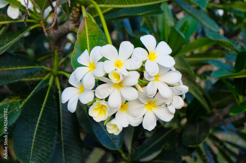 white plumeria flowers in garden