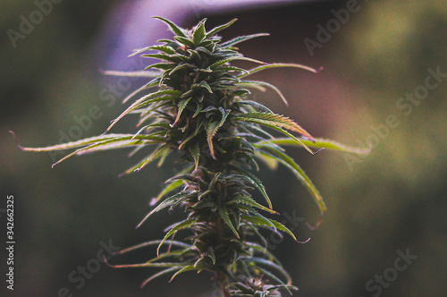 Backyard homegrown marijuana in the South Island of New Zealand coming into late Autumn. There is a referendum for marijuana law reform in New Zealand late 2020.