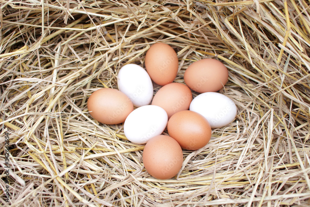 image of organic chicken egg in straw nest