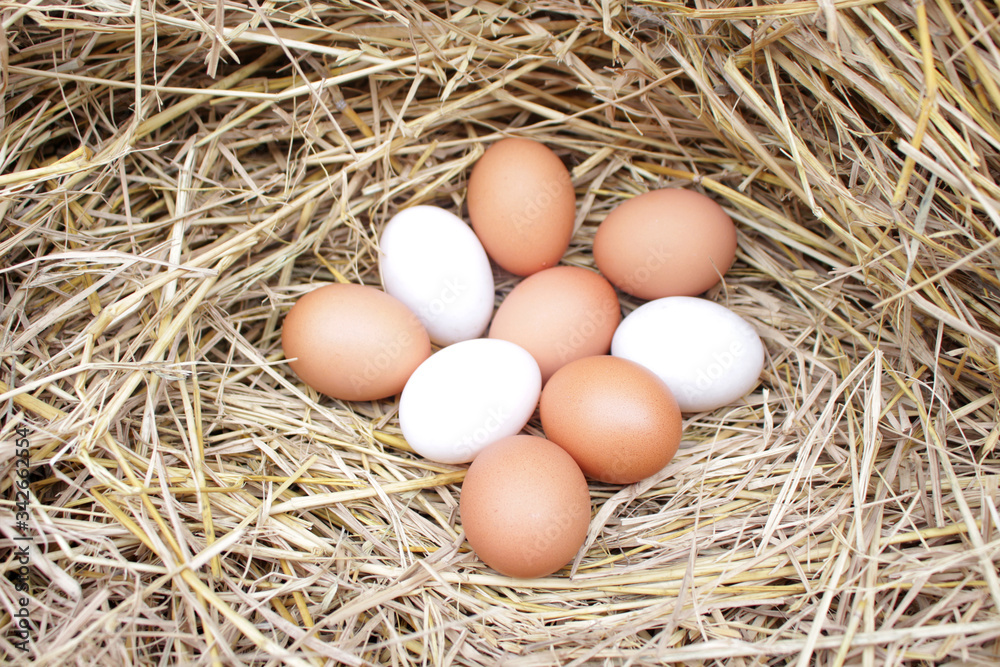 image of organic chicken egg in straw nest image of organic chicken egg in straw nest