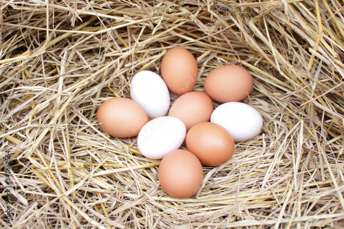 image of organic chicken egg in straw nest