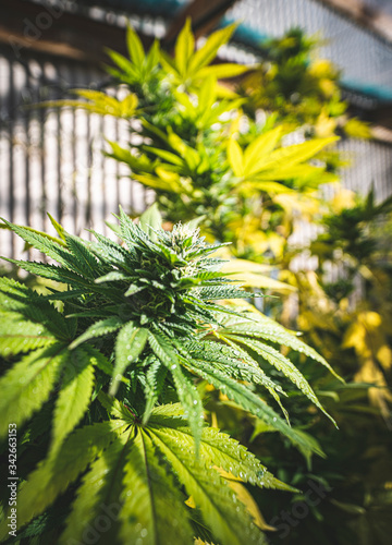 Close up of Backyard homegrown marijuana in the South Island of New Zealand coming into late Autumn. There is a referendum for marijuana law reform in New Zealand late 2020.