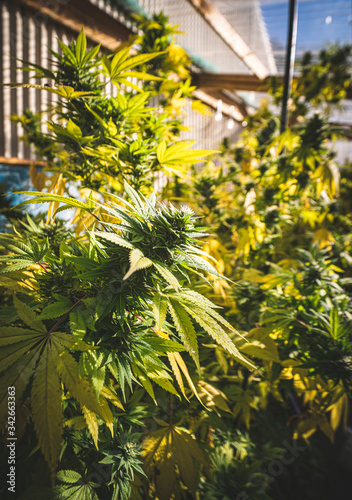 Backyard homegrown marijuana in the South Island of New Zealand coming into late Autumn. There is a referendum for marijuana law reform in New Zealand late 2020.