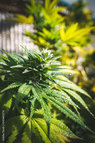 Close up of Backyard homegrown marijuana in the South Island of New Zealand coming into late Autumn. There is a referendum for marijuana law reform in New Zealand late 2020.