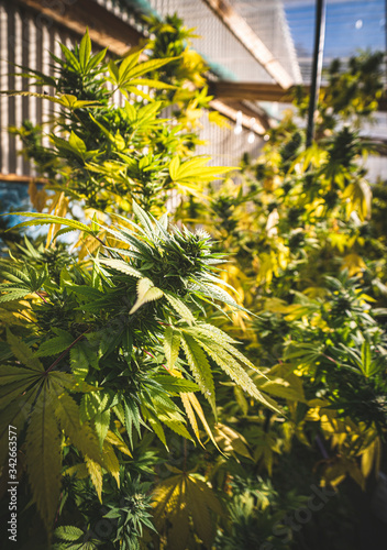 Backyard homegrown marijuana in the South Island of New Zealand coming into late Autumn. There is a referendum for marijuana law reform in New Zealand late 2020.