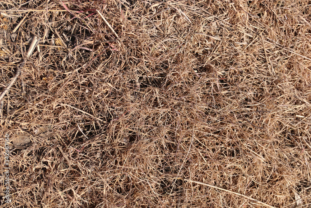 Dried weeds after spraying with herbicide. The died grass. Dried weeds after spraying with herbicide. The died grass.