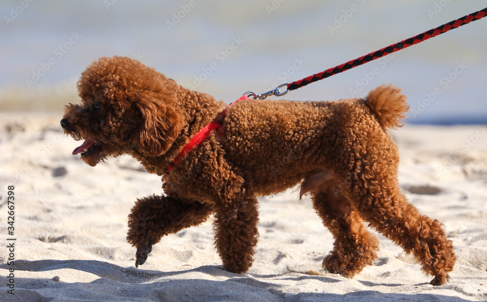 Curly dog runs on the sand on the beach Curly dog runs on the sand on the beach
