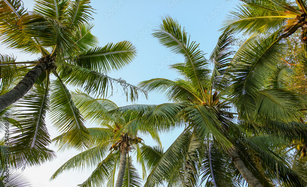 Large green branches on coconut trees Large green branches on coconut trees