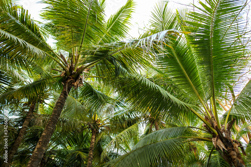 Large green branches on coconut trees © schankz
