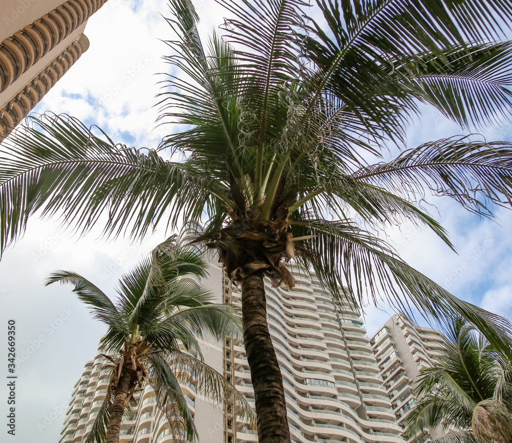 Fototapeta premium Large green branches on a coconut tree