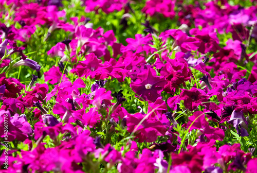 Beautiful pink flowers on the nature