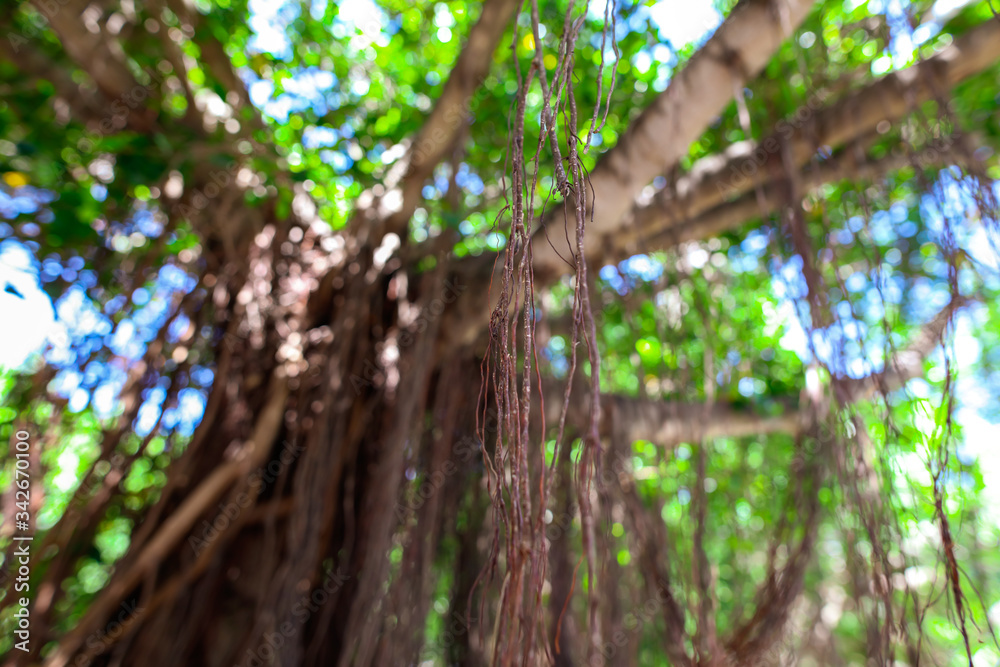 Roots hanging from a tree on the nature Roots hanging from a tree on the nature