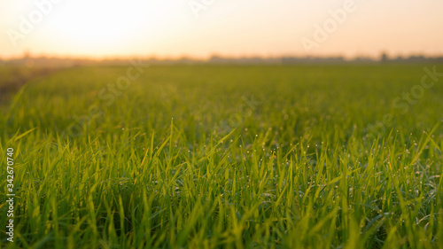 Rice field with water droplets and morning sunrise