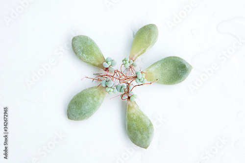 Succulent propagation through leaf cuttings / baby succulent plants / succulent leaves rooting photo