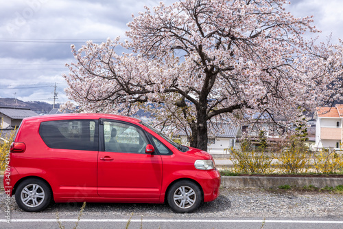 桜と赤い車 日本 ドライブ 外出禁止 cherry blossom