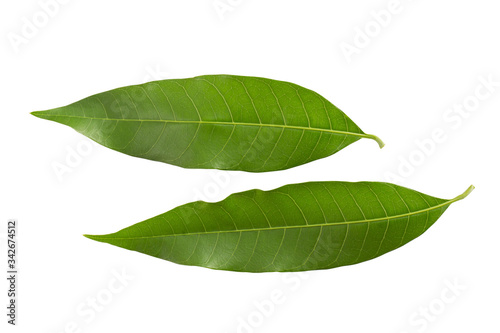 Green leaf mango isolated on white.