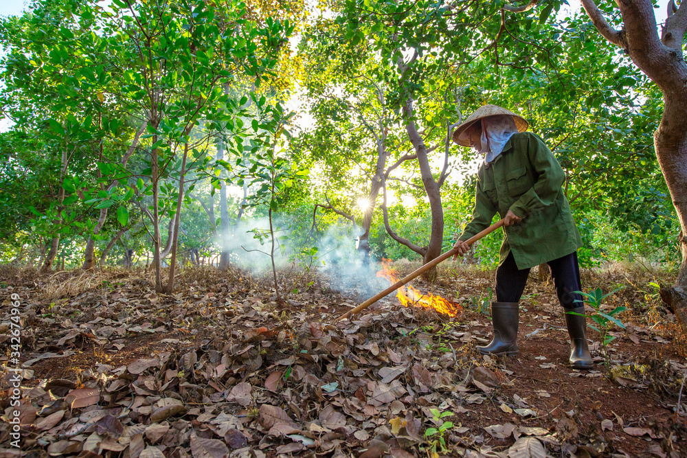 Nut Tree Cashew Growing Nuts at Binh Phuoc, Vietnam Nut Tree Cashew Growing Nuts at Binh Phuoc, Vietnam