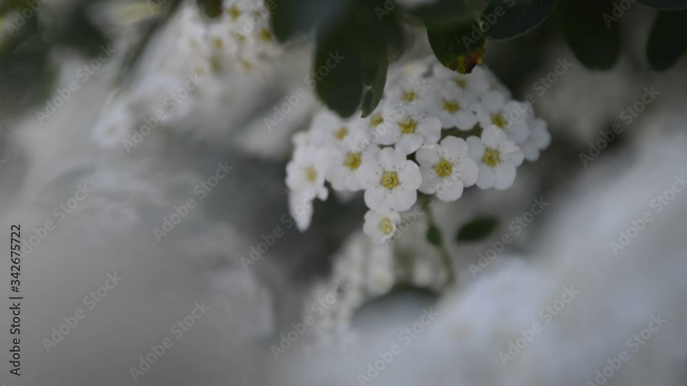 Fleurs blanches de la plante spirée de Van Houtte
