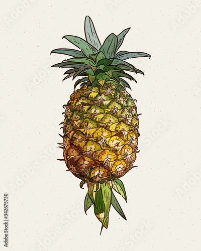 Pineapple, hand draw sketch vector.