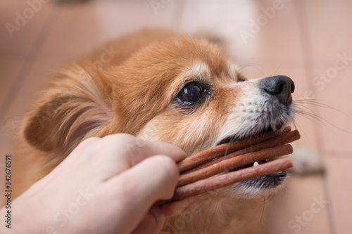 An image of adorable brown dog is biting chewy snack stick from owner hand © PisutKP